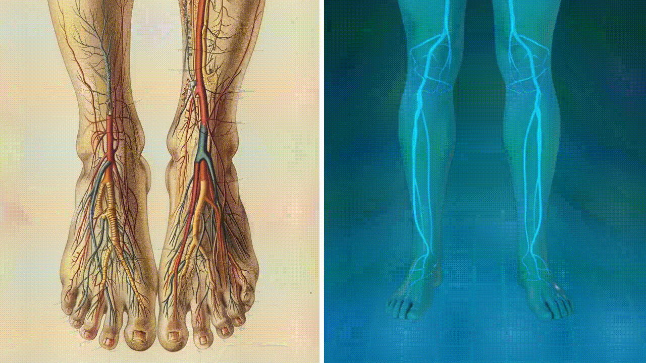 Nerve endings in feet